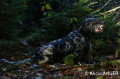 Setter Anglais SIAM DU LONG BEC D'ENCHANET Setter Anglais SIAM DU LONG BEC D'ENCHANET